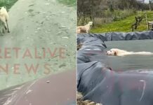 Ηράκλειο: Σκυλίτσα έκανε 1 χλμ. για να βρει βοήθεια για το κουτάβι της που έπεσε σε λιμνοδεξαμενή