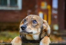 Η ανεξέλεγκτη αναπαραγωγή πίσω από την αύξηση των αδέσποτων ζώων – Η ρίζα ενός διαρκώς διογκούμενου προβλήματος