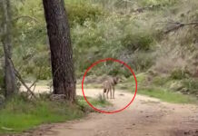 Τατόι: Λύκος «έκοβε» βόλτες στο βουνό – Δείτε βίντεο