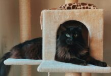 Προσοχή: Τα σημάδια στη συμπεριφορά του κατοικιδίου σου που δείχνουν ότι κάτι δεν πάει καλά