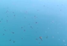 Εύβοια: Με καφέ και μωβ μέδουσες γέμισε η θάλασσα με το φαινόμενο να προκαλεί ανησυχία – Δείτε βίντεο