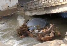 Κακοκαιρία Erminio: Εικόνες καταστροφής στον Πόρο – Μπαζωμένο ρέμα «φούσκωσε» σε ορμητικό χείμαρρο