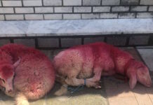 Κτηνωδία στην Θεσσαλονίκη: Έδεσαν πρόβατα και τα έβαψαν κόκκινα έξω από εκκλησία – Σοκαριστικές φωτογραφίες