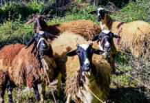 Λέσβος: 48 κρούσματα αφθώδους πυρετού σε 60 εκτροφές