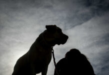 Πειραιάς: Σκύλος δάγκωσε παιδί 2 ετών στο κεφάλι – Συνελήφθη η γιαγιά του