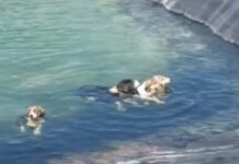 Κατερίνη: Σκυλάκια έπεσαν σε ταμιευτήρα νερού – Τα έσωσαν οι υπάλληλοι του δήμου