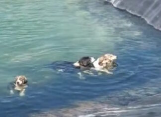 Κατερίνη: Σκυλάκια έπεσαν σε ταμιευτήρα νερού – Τα έσωσαν οι υπάλληλοι του δήμου