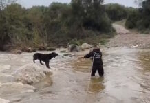 Χαλκιδική: Βίντεο από την επιχείρηση διάσωσης δύο τσοπανόσκυλων που εγκλωβίστηκαν σε ποταμό
