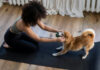 Pet Fitness: Πώς να γυμναστείς παρέα με το κατοικίδιό σου