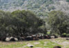 ΥΠΑΑΤ για αφθώδη πυρετό στη Λέσβο: Ακόμη και με εμβολιασμό θα εφαρμοστούν όλα τα μέτρα εκρίζωσης