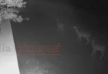 Πύργος: Βίντεο με τα ελάφια που ψάχνουν και προκάλεσαν δύο τροχαία ατυχήματα