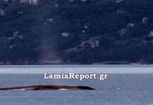 Βίντεο με φάλαινα σχεδόν 9 μέτρων που εμφανίστηκε ανοιχτά του Θεολόγου στον Βόρειο Ευβοϊκό