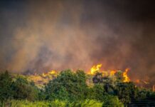 Φωτιά στις Σέρρες σε δασική έκταση – Σηκώθηκαν και εναέρια μέσα