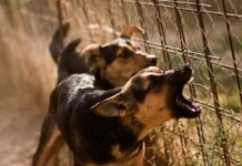 Χανιά: Με πίεση σαγονιού πάνω από 240 κιλά ο σκύλος που δάγκωσε τον 4χρονο και τον έστειλε στην εντατική