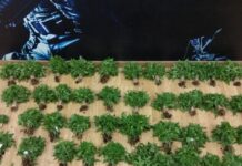 ΕΟΦ: Stop στη λιανική πώληση προϊόντων κάνναβης σε μορφή ξηρού άνθους