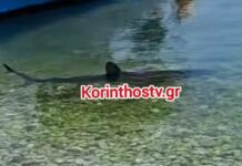Κόρινθος: Καρχαρίας έκανε την εμφάνισή του στα Λουτρά Ωραίας Ελένης