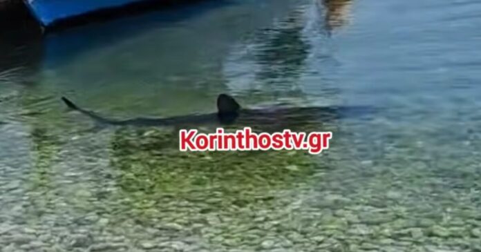 karxarias-korinthostv-1200x630.jpg