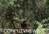 Κέρκυρα: Νεκρός ο οδηγός της γουρούνας που έπεσε σε χαντάκι – «Μάχη» για τη ζωή του δίνει ο 15χρονος γιος του