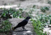 Θεσσαλονίκη: Κοράκι επιτέθηκε σε περαστικούς – Τρεις τραυματίες