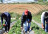 Ηλεία: Έρχονται 500 τεστ φυματίωσης για την ιχνηλάτηση εργατών γης μετά τα κρούσματα – Ζητούν μέτρα οι φορείς