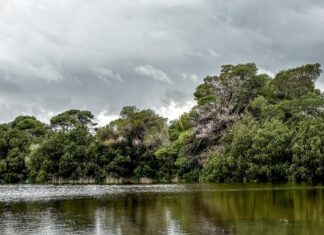 «Θρίλερ» στην Αχαΐα: Βρέθηκαν ανθρώπινα οστά από εργαζόμενους στο δάσος της Στροφυλιάς
