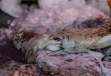 Θαλασσινά: Σε ποια είδη αναμένεται να αυξηθούν οι τιμές- Πόσο, πότε και γιατί