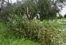 Ηράκλειο: Σοβαρές ζημιές σε αμπελώνες από ισχυρές χαλαζοπτώσεις – Καταστράφηκαν μέσα σε μία ώρα οι καλλιέργειες