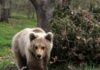 Κοζάνη: Νεκρό αρκουδάκι 2,5 ετών που το πυροβόλησαν στο κεφάλι