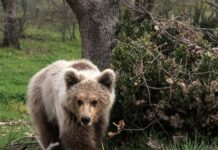 Κοζάνη: Νεκρό αρκουδάκι 2,5 ετών που το πυροβόλησαν στο κεφάλι