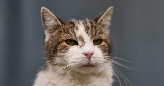 cat-07042026-1200x630.jpg