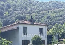 Αιτωλοακαρνανία: Ισόβια στον 68χρονο πρώην αστυνομικό που σκότωσε τον 95χρονο πατέρα του – Οι λεπτομέρειες που «πάγωσαν» το δικαστήριο