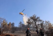 Έβαλαν φωτιά σε Δομοκό και Σαλαμίνα από αμέλεια – Δύο συλλήψεις και πρόστιμο πάνω από 4.000 ευρώ