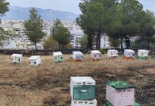 Άλσος Βεΐκου: Από μελίσσια που βρίσκονταν στο σημείο ξεκίνησε η φωτιά – Αναζητούνται ο μελισσοκόμοι