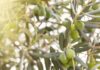 Δίχτυα για Ελιές: Πώς να Επιλέξετε το Σωστό Ελαιόδιχτο για Αποδοτική Συγκομιδή