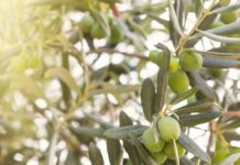 Δίχτυα για Ελιές: Πώς να Επιλέξετε το Σωστό Ελαιόδιχτο για Αποδοτική Συγκομιδή