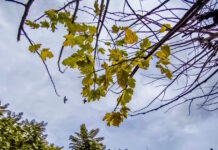 Καιρός σήμερα: Με 35άρια η θερμοκρασία – Βροχές στα ορεινά και τη Μακεδονία