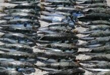 15χρονος έπιασε 158 λαγοκέφαλους και βγήκε πρώτος στο «κυνήγι» του τοξικού ψαριού – «Ήξερα από μικρός ότι βλάπτουν τη φύση»