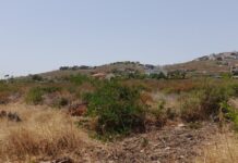 Ακαθάριστα οικόπεδα: Αύριο η συνεδρίαση της αρμόδιας επιτροπής για το εάν θα δοθεί παράταση – Όλα όσα είπε ο Κατσαφάδος
