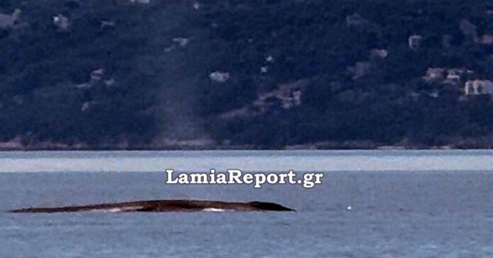 phalaina-1200x630.jpg