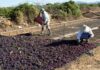 Αυξημένη έως 20% η φετινή παραγωγή κορινθιακής σταφίδας – Αργότερα ο τρύγος, ανοιχτό παραμένει το θέμα των τιμών