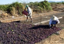 Αυξημένη έως 20% η φετινή παραγωγή κορινθιακής σταφίδας – Αργότερα ο τρύγος, ανοιχτό παραμένει το θέμα των τιμών