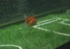 Μουντιάλ 2026: Το «ψαράκι-μάντης» Swimbappe που έγινε viral – Έχει πέσει «μέσα» σε 14 αγώνες