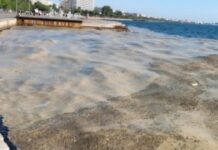 Φυτοπλαγκτόν στον Θερμαϊκό: Το φαινόμενο του ευτροφισμού που γέμισε με καφέ βλέννα την παραλία