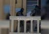 Εξαφάνιση Σταυρούλας Λεβεντάκη: Στην 45χρονη ανήκουν οι κηλίδες αίματος που βρέθηκαν στο σπίτι – Η στιγμή που ο Σκοπιανός οδηγείται στον εισαγγελέα