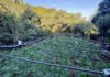 Χασισοφυτεία στα Καμένα Βούρλα με πάνω από 1.300 δενδρύλλια κάνναβης, φωτογραφίες