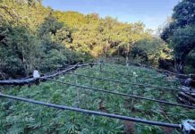 Χασισοφυτεία στα Καμένα Βούρλα με πάνω από 1.300 δενδρύλλια κάνναβης, φωτογραφίες
