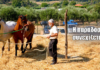 Γύρισαν 80 χρόνια πίσω… Το αλώνισμα με άλογα ζωντάνεψε ξανά στο Τρίκορφο Ναυπακτίας (video)