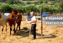 Γύρισαν 80 χρόνια πίσω… Το αλώνισμα με άλογα ζωντάνεψε ξανά στο Τρίκορφο Ναυπακτίας (video)