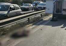 Χαϊδάρι: Αγριογούρουνο έκανε βόλτες δίπλα στην Εθνική Αθηνών – Κορίνθου και προκάλεσε τροχαίο