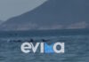 Απίστευτο θέαμα στην Εύβοια με κοπάδι δελφινιών να κολυμπά δίπλα στον κόσμο